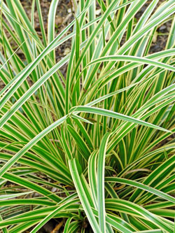 Bodendecker - Japan-Segge ‘Variegata’
