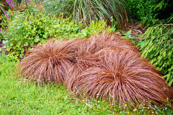 Neuseeland-Segge ‘Bronze’