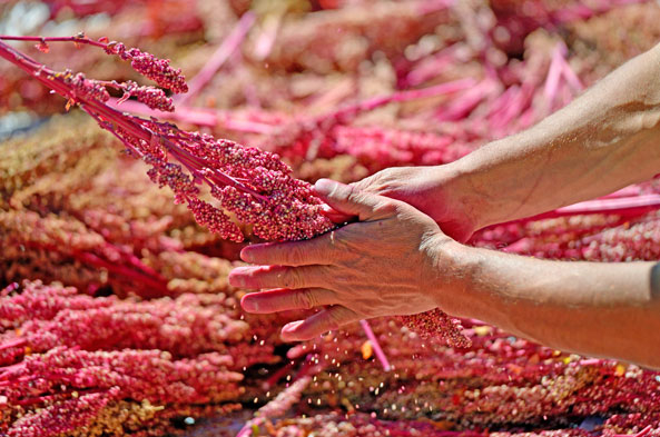 Quinoa - Ertragsgewinnung