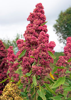 Quinoa - Erträge