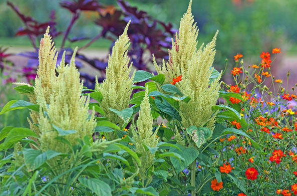 Amaranth