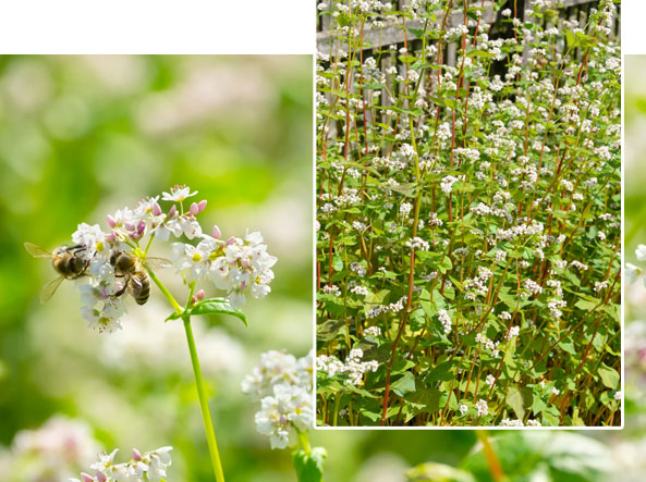 Buchweizen - Bienenweide