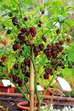 Habanero-Sorte ‘Chocolate’