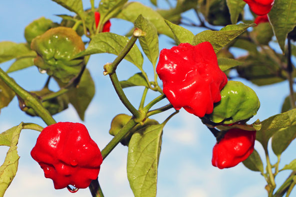 Chili-Sorte ‘Animo Red’