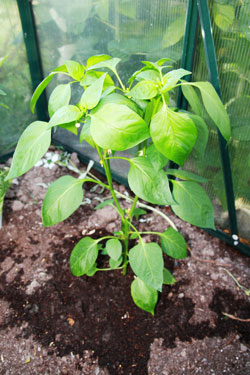 Anbau von Chili und Paprika