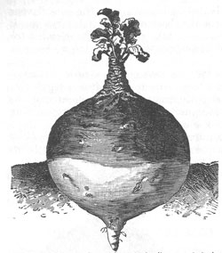 Steckrübe
