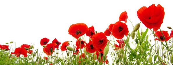 Klatschmohn