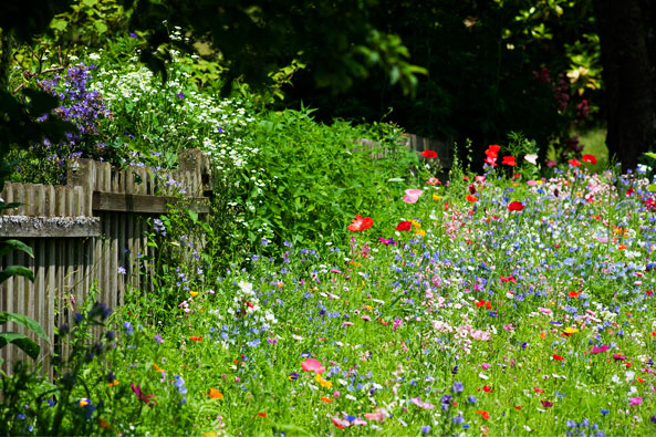 Blumenmischungen