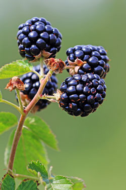Brombeeren