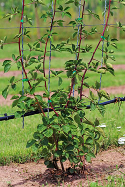 Spalier für Brombeerranken
