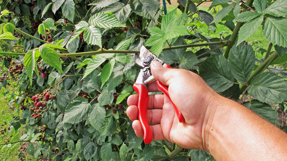 Brombeer-Jungtriebe kürzen