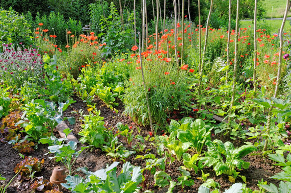 Bienenfreundlicher Gemüsegarten