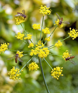 Schwebfliegen auf Gewürz-Fenchel