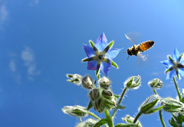 Borretsch für Bienen