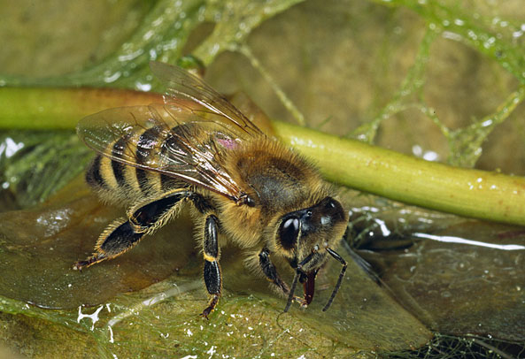 Gartenteiche als Wasserquelle für Insekten