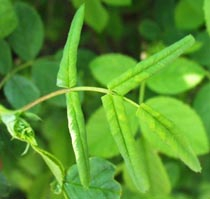 Rosenblattrollwespe