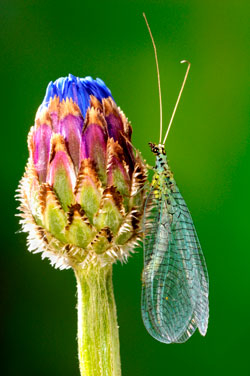 Florfliegen - Nützlinge gegen Blattläuse