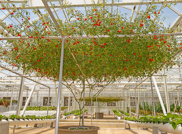 Riesiger Tomatenbaum