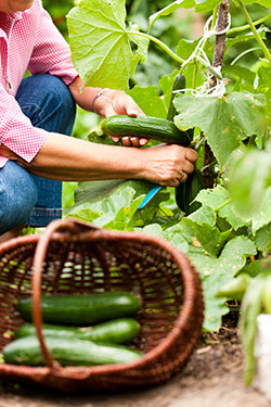 Gurken im Garten anbauen