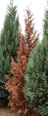 Thuja