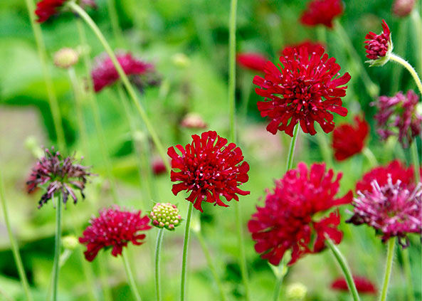 Kleine Purpur-Witwenblume
