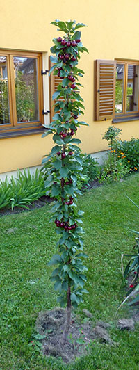 Säulenobst