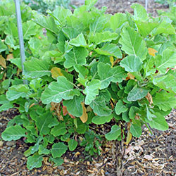 Rote Liste der Nutzpflanzen - Ewiger Kohl Rote Liste der Nutzpflanzen - Ewiger Kohl