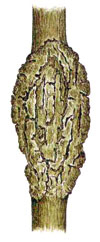 Obstbaumkrebs