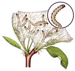 Apfelbaumgespinstmotte