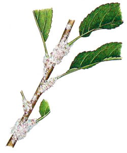 Blutläuse