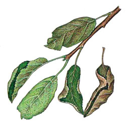 Obstbaumspinnmilbe