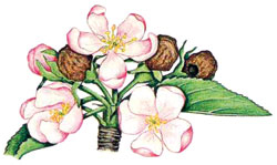 Apfelblütenstecher
