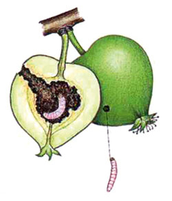 Apfelwickler