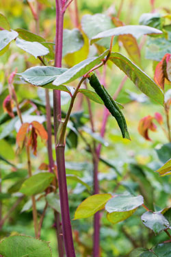 Rosenblattrollwespen bekämpfen