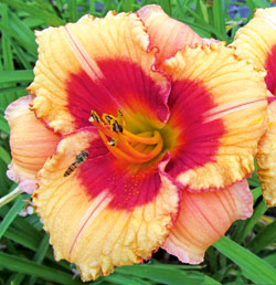 ‘Mayah Liebling’