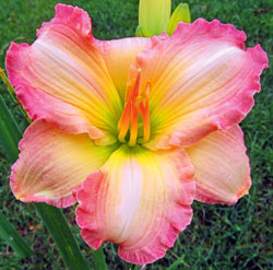 ‘Frosted Vintage Ruffles’