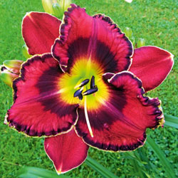 ‘Greywoods DeNiro’