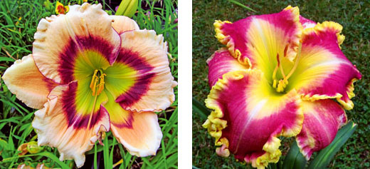 ‘Majestic Dark Eyes’, ‘Harold Steen’