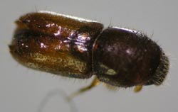 Kupferstecher