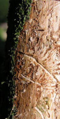 Fraßschäden von Borkenkäfern