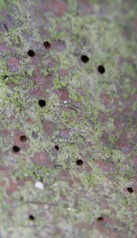 Ausbohrungen von Borkenkäfern