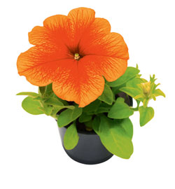 orangefarbene Petunie