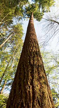 Höchster Baum Deutschlands