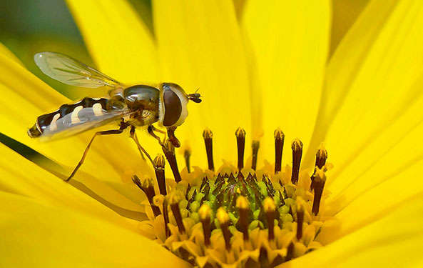Bestäuber - Schwebfliegen
