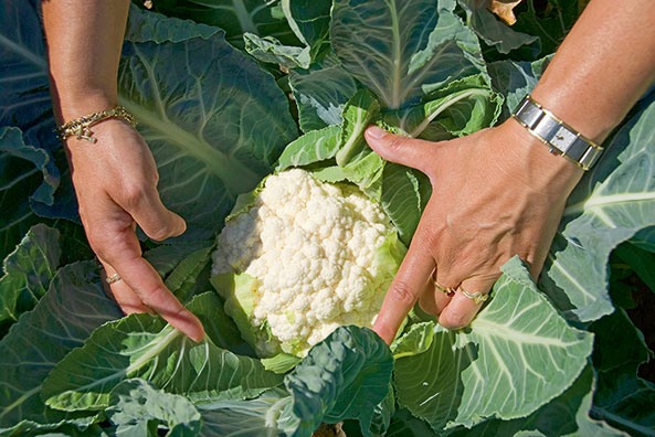 Blumenkohl