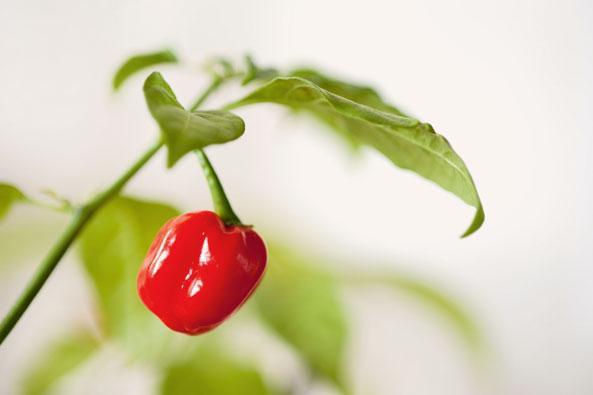 Chili
