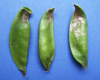 Erbsenthripse