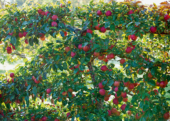 Obstspaliere