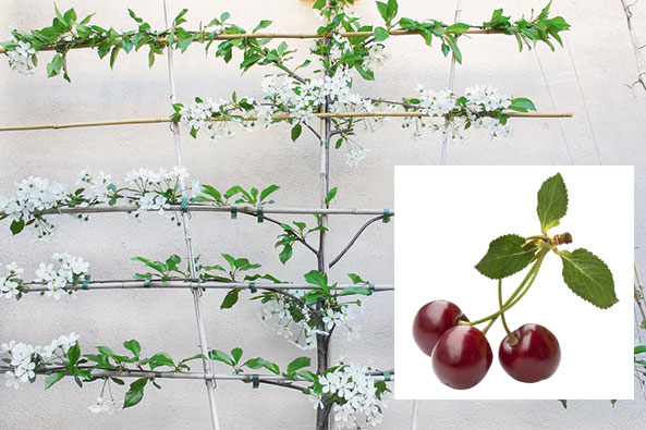 Obstspaliere - Sauerkirschen