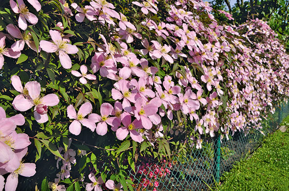 Clematis - Berg-Waldrebe ‘Tetrarose’